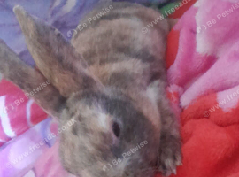 Rex female bunnie