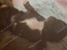 Puppies, Papillon/pomarainan..good homes only! ️