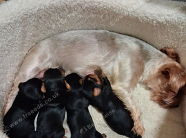 Yorkshire Terrier Puppies