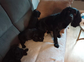 Kc registered cocker spaniel puppies