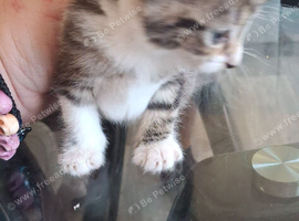 4 week old kitten