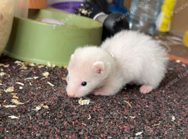 Micro ferret