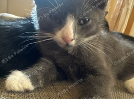 5 female kittens for sale