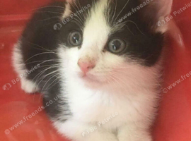 White - Ginger - black and white