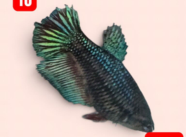Beta fish