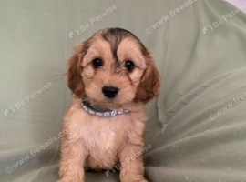 Cookerpoo puppies