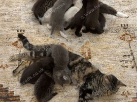 3 Beautiful Ragdoll Mix Kittens Left for  Forever Homes