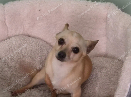Chiweenie