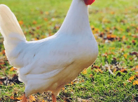 Fertile white leg horn eggs