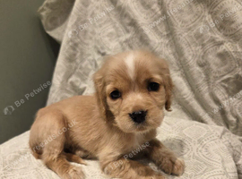 Golden Cockaliers puppies