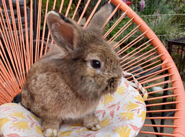 Brown mixed breed male rabbit