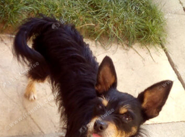 Jack Russell Stud dog wanted