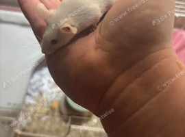 Two female fancy mice