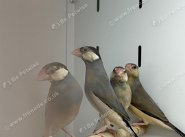Java finches
