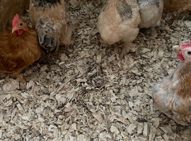 Pekin bantam cockerels