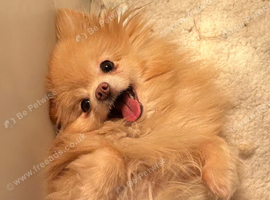 Pomeranian rehome