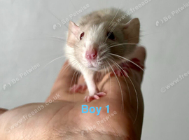 Dumbo rat babies