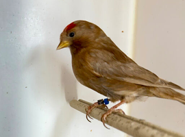 Cinnamon Redpoll Male 2025 - split for Isobel