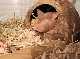 Female syrian hamster
