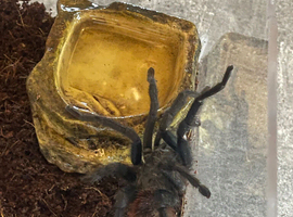 Mature male Brazilian blue not black