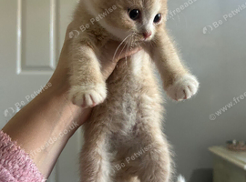 British short hair cats Cross