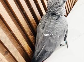 Beautiful baby African grey