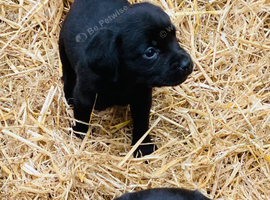 Cockerdor / Cockador Cocker Spaniel X Labrador Puppies