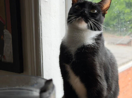 Bicolor Cat