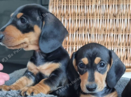 Dachshund puppies for sale