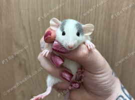 Gorgeous pedigree dwarf rat pups