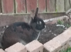 7 month old mini lop + Netherland dawarf