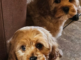 1 Lovely cavapoo male puppies for sale