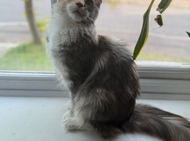 Amazing Maine Coon girl