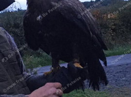 Russian step eagle
