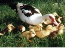 this years birds