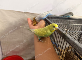 Tame Baby Budgies