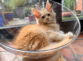 Fife registered, red silver Maine coon kittens
