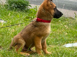 Male 9 week old German Shepherd puppy