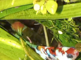 FREE Female Betta