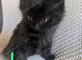 Kittens