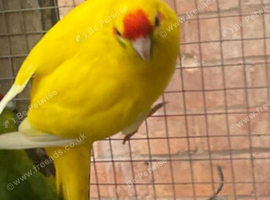 Kakarikies