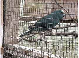 KAKARIKI