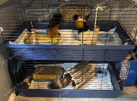 4x males guinea pigs and cage