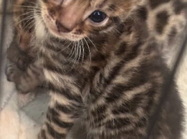 Bengal kittens