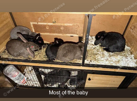 Mini lip cross Vienna blue rabbits