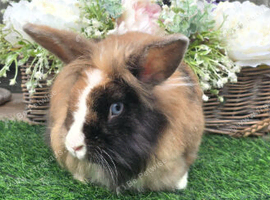 Black harliquin lionhead Doe