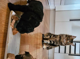 Shih Tzu puppies available