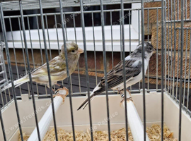 Jaspe Hen & Blue Cock Pair