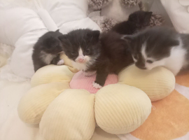 Kittens ready to go in 5weeks