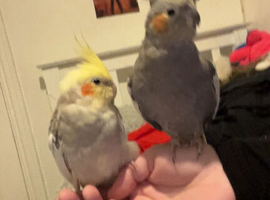 Cockatiel Pair for sale | Tame female